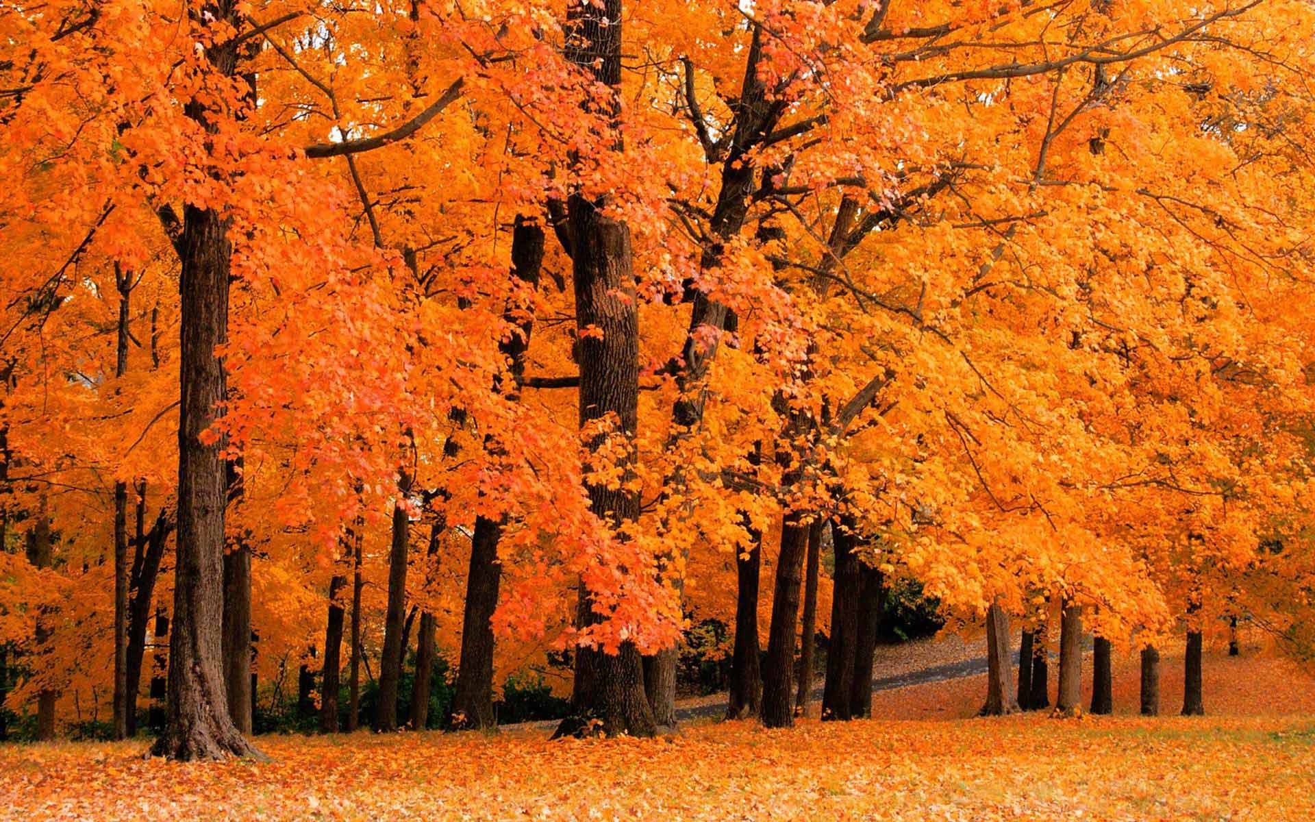 5-places-to-check-out-fall-foliage-around-pittsburgh-pittsburgh-beautiful