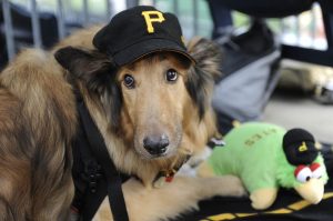 hang out with your pet in Pittsburgh