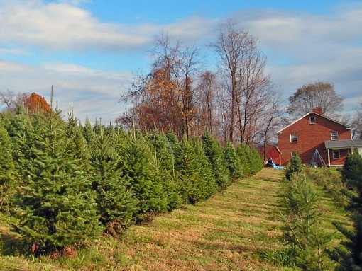 9 Pittsburgh Christmas Tree Farms To Buy Your Tree From | Pittsburgh ...